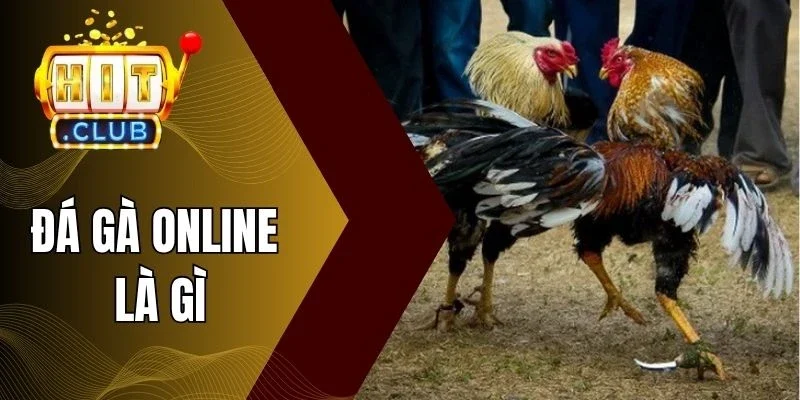 Những điểm nổi bật trong đá gà online là gì 